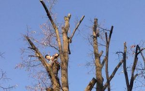 Tăieri de arbori pe o stradă din Târgu Mureș