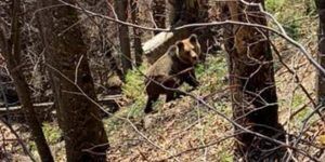 PRUDENȚĂ MAXIMĂ! A fost semnalată prezența unui urs pe o stradă din Târgu Mureș