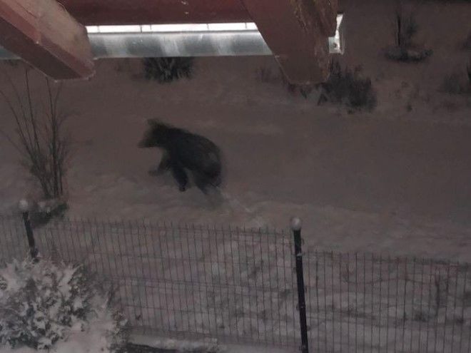 FOTO: O familie de mureșeni s-a trezit noaptea cu ursul în curte!