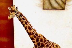GAFĂ. Numele girafei decedate, greșit de comunicatorii de la Zoo Târgu Mureș