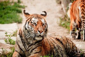VIDEO: Surprize și noutăți educative la Zoo Târgu Mureș!