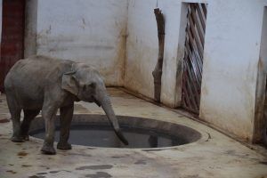 Performanță istorică pentru elefanții de la Zoo Târgu Mureș