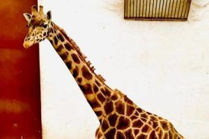 Veste proastă de la Zoo Târgu Mureș