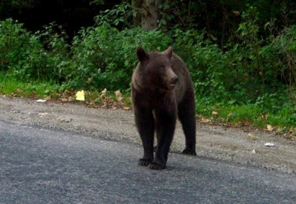 Mai multe străzi din Târgu Mureș bântuite de un urs