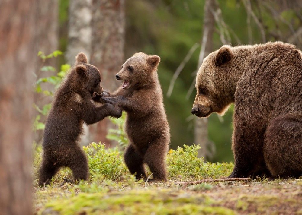 Situația urșilor bruni din Mureș, discutată în Parlamentul European