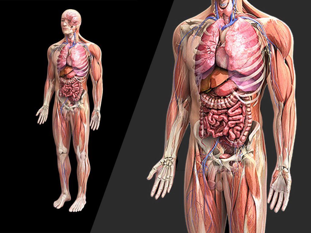 Acces gratuit la o platformă de anatomie 3D pentru studenții UMFST