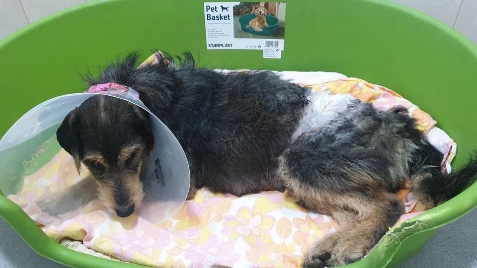 Mureș: Dosar penal pentru maltratarea unui câine