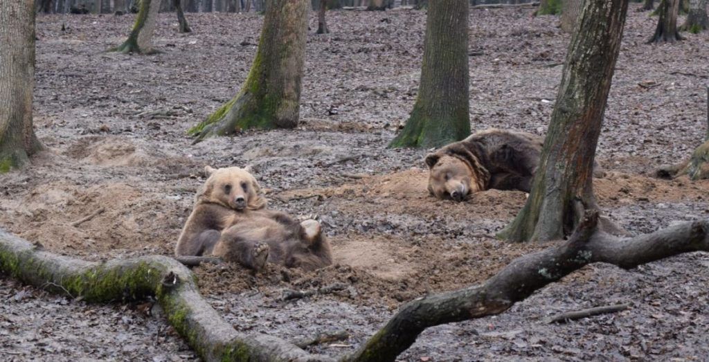 Urșii de la Zoo Târgu Mureș prevestesc venirea primăverii!