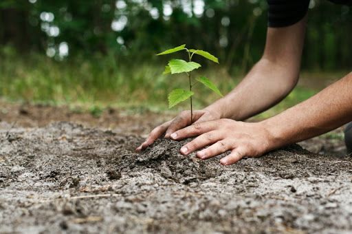 Acțiune de plantare de puieți  în zona Reghin