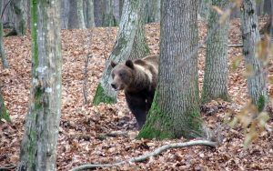 Directorul Direcției Silvice Mureș, analiză despre problema urșilor