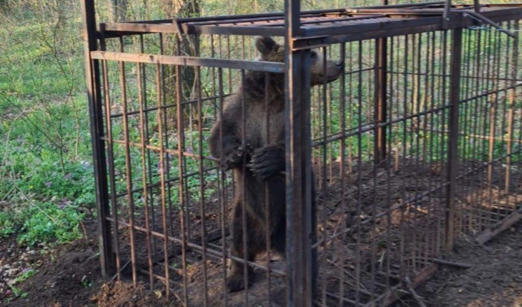 Urs capturat în cartierul Tudor din Târgu Mureș!