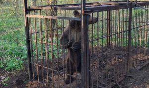 Urs capturat în cartierul Tudor din Târgu Mureș!