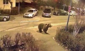 VIDEO: Ursul Brun evoluează: devine orășean