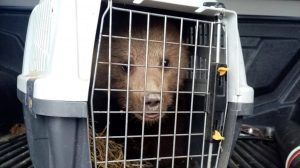 Mai multe incidente cu urși, în Mureș!