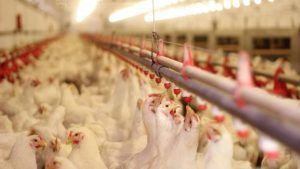 Focar de gripă aviară la o fermă mureșeană de 180.000 de capete!