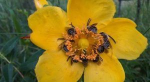 melidava.ro te premiază de ziua internațională a albinelor!