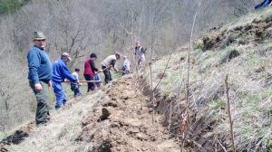 Campanie de împădurire lângă Sighișoara