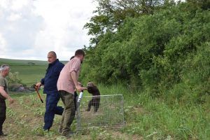 Pui de urs salvat în județul Mureș
