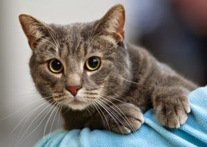 Pui de pisică salvat de pompierii din Târnăveni