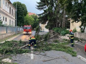 Copaci smulși de vijelie în mai multe locații din Mureș