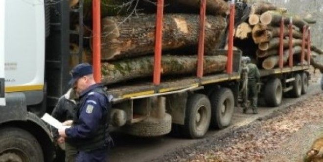 Transporturi ilegale de lemn descoperite în județul Mureș