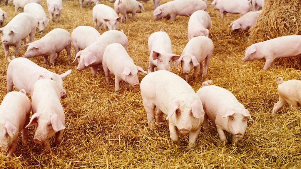 Sfaturi importante  privind sacrificările tradiționale a porcilor