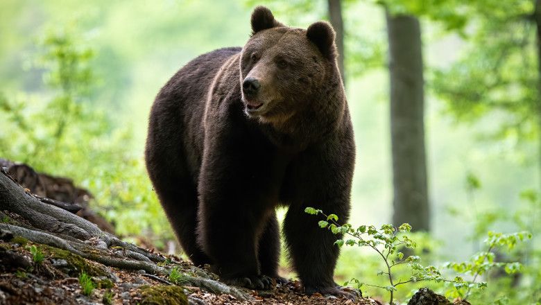 Câți urși sunt în România