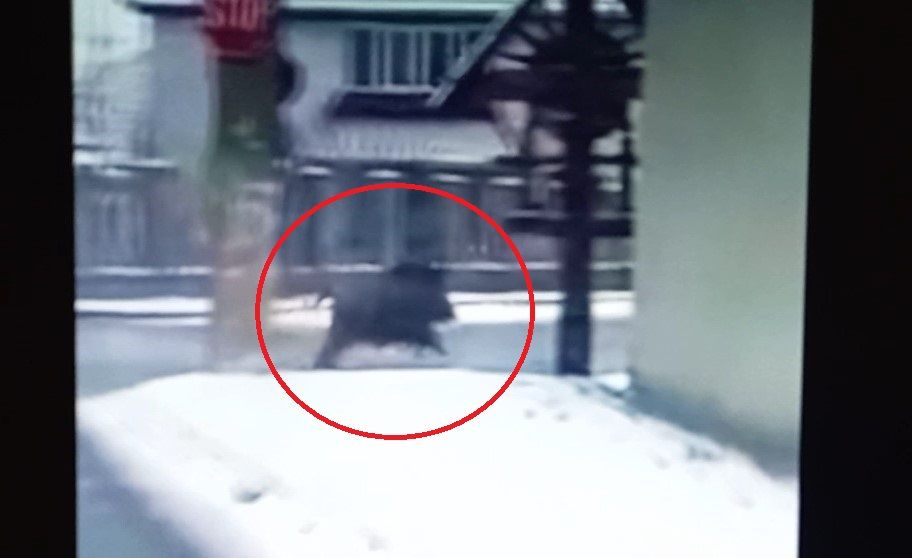 VIDEO: Porc mistreț filmat pe o stradă din Târgu Mureș