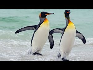 Pinguinii, o dragoste pe viață