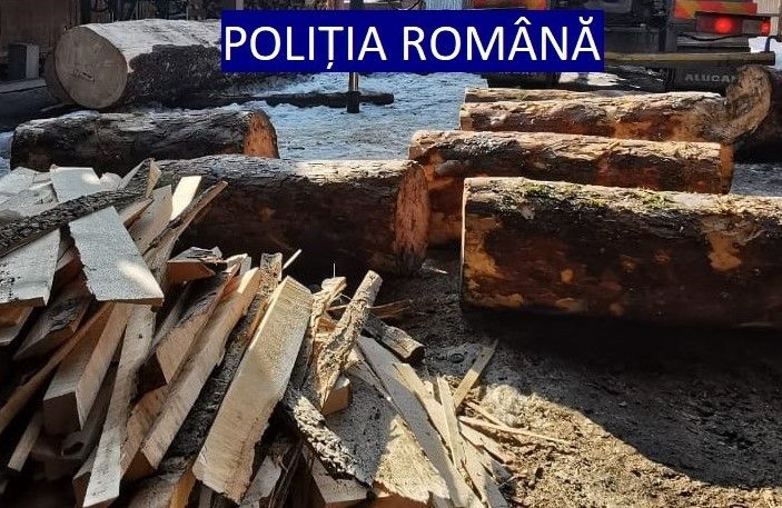 Mureș: Percheziții la persoane bănuite de furt de arbori