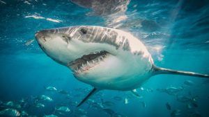 Înotător ucis de un rechin în apropierea unei plaje din Sydney