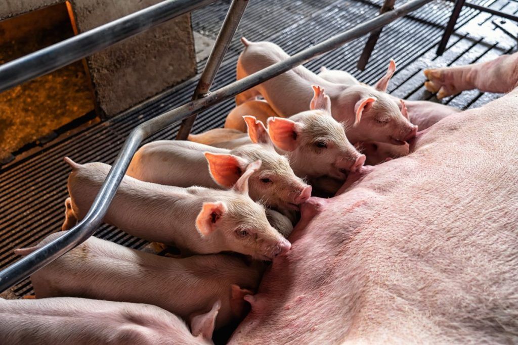 Fermă nouă de porci, de 2,4 milioane de euro, într-o localitate mureșeană