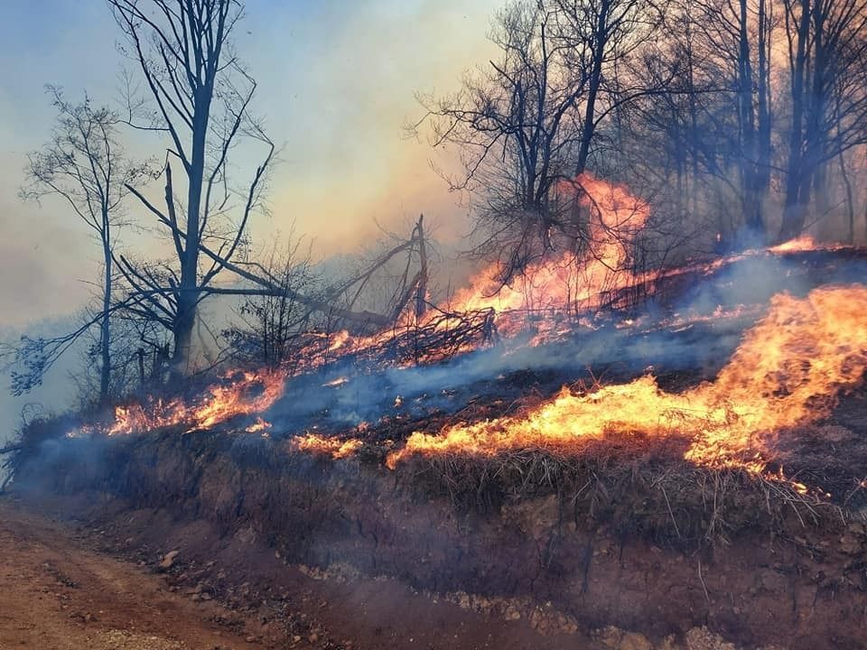 DEZASTRU. 3 hectare dintr-o pădure mureșeană, mistuite într-un incendiu