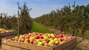 Mureș: Ministrul Agriculturii, solicitat să intervină pentru salvarea mărului românesc