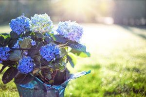 Flori delicate pe care trebuie să le ai în casă vara