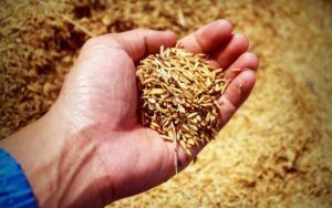 Ucraina ar putea relua exporturile de grâu