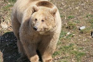 Ursul Masha, salvat de la circul din Ucraina