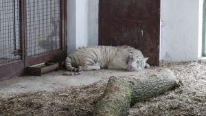 Doi tigri albi bengalezi și șase pelicani, noi locuitori ai Grădinii Zoologice Târgu Mureș￼
