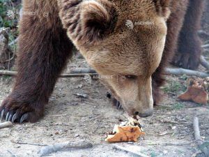 Ursoaică împușcată la Izvoru Mureșului
