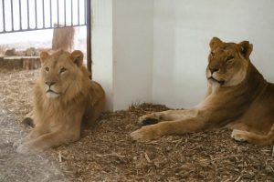 FOTO: Familie de lei din Ucraina mutată la Zoo Târgu Mureș