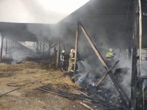 Mureș: 250 de oi arse de vii într-un incendiu