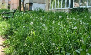 Târgu Mureș: Ce se întâmplă cu iarba crescută între blocuri