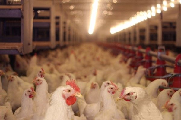 Fermă nouă de peste 40.000 de găini, într-o localitate mureșeană
