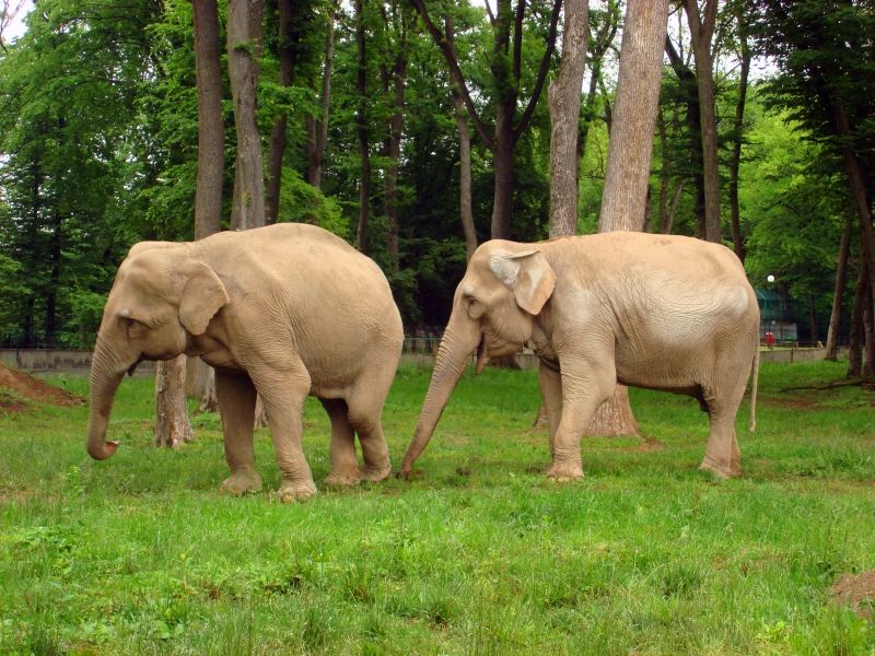 După o plimbare de măcare două ore poți descoperi ce animale sunt la zoo Târgu Mureș FOTO: Zoo Târgu Mureș