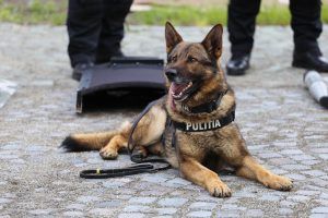 FOTO: Câinele polițist Man, bucuria elevilor din Sângeorgiu de Pădure