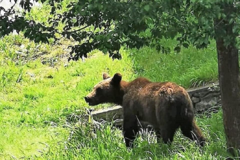 Porci uciși de un urs în Cotuș (Sângeorgiu de Mureș)