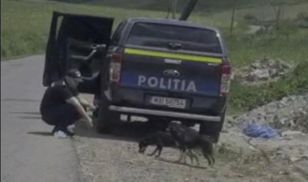 Amendă de 12.000 de lei pentru un clujean care a abandonat doi câini pe un drum din Mureş