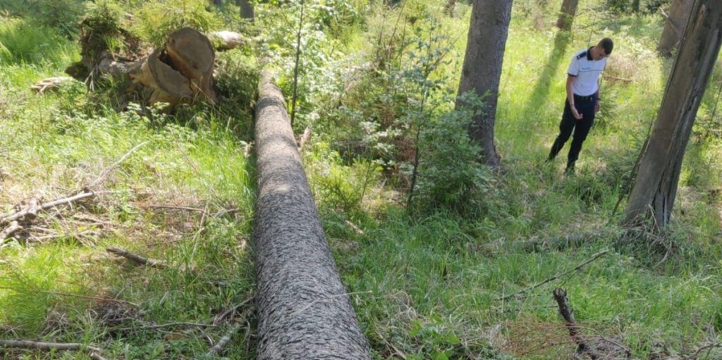 Bărbat din Ibănești cercetat pentru tăiere ilegală de arbori
