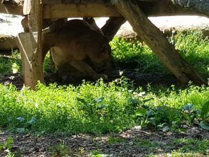 Doi pui de lei aduși pe lume la Zoo Târgu Mureș