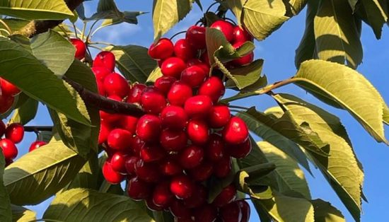 ”Din Livada”, poveste de succes cu gust natural de cireșe